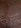 STACCATO VINE